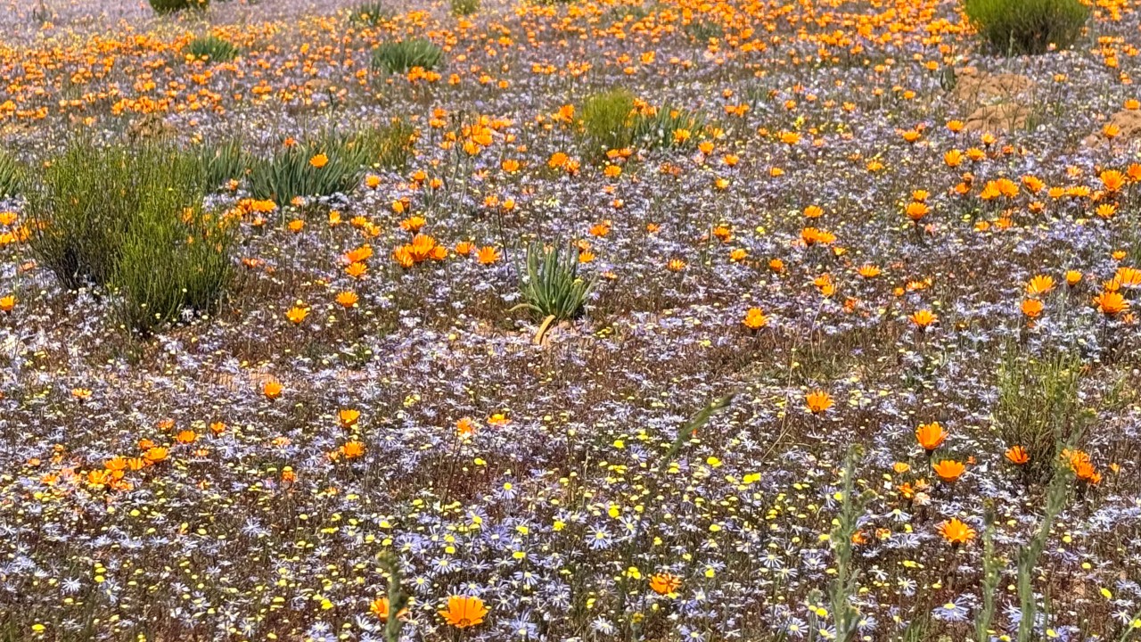 The Power of Stepping Away - Why Leaders Need to Smell the Flowers
